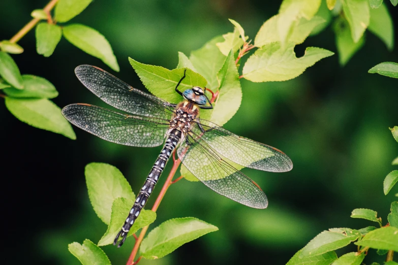 a blue dragon flys on the top of a plant