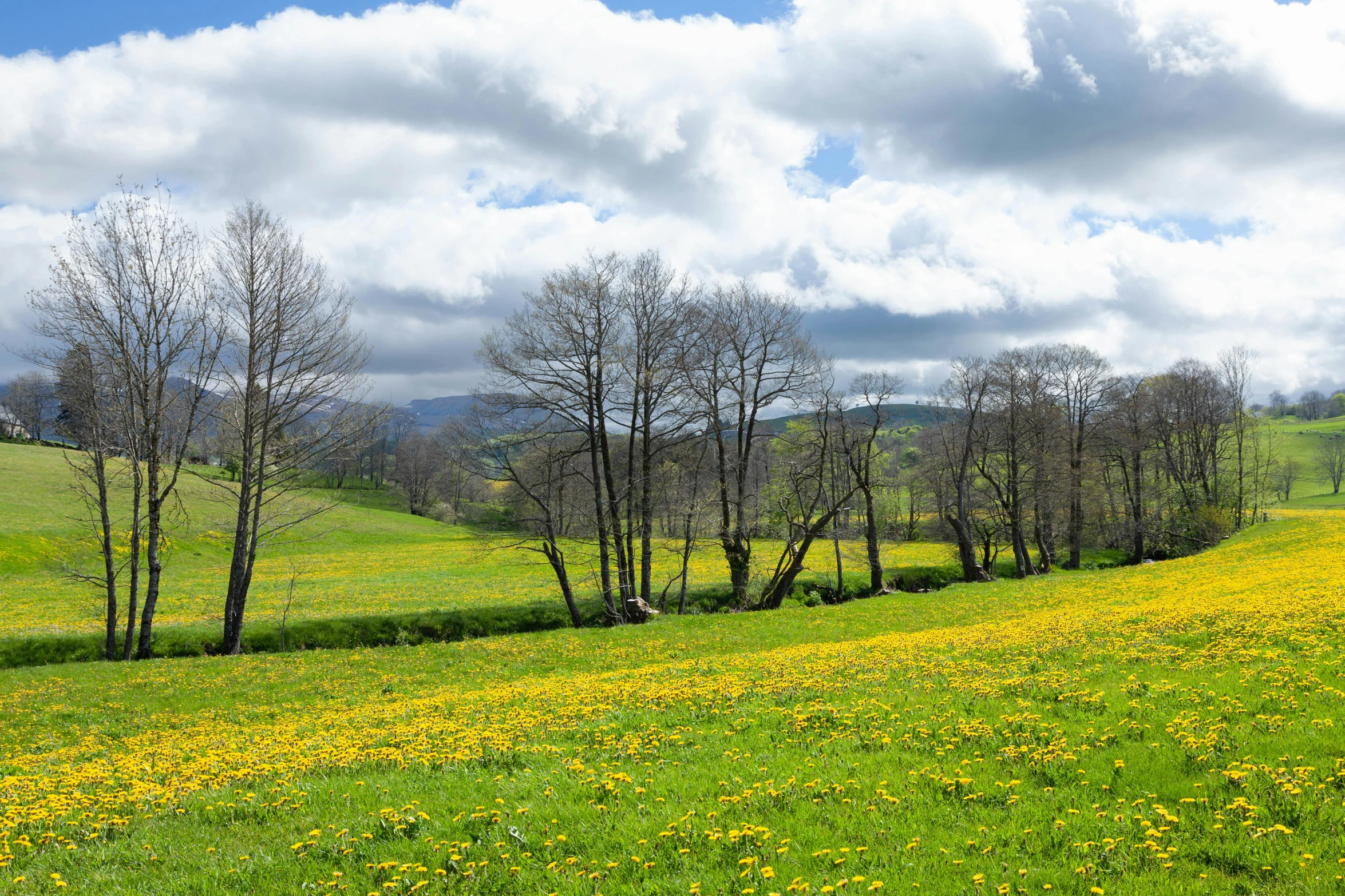 a grassy field with flowers and trees next to it