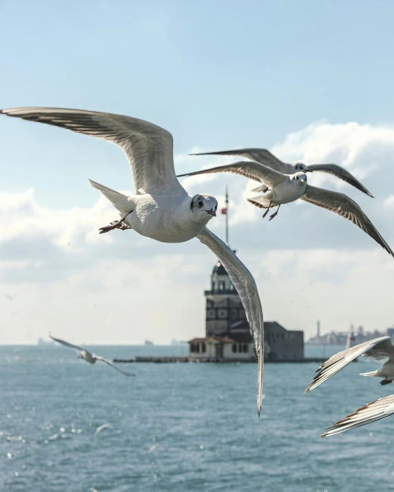 seagulls in flight over the ocean near an island