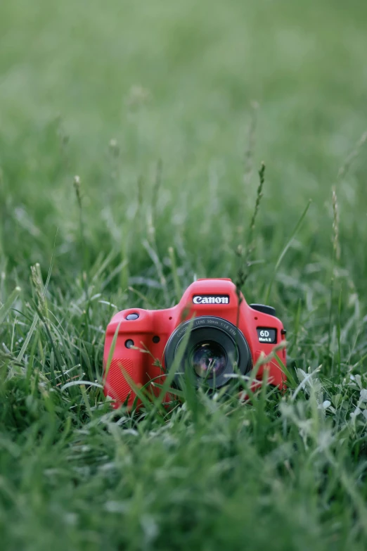 a camera in the grass is in the foreground