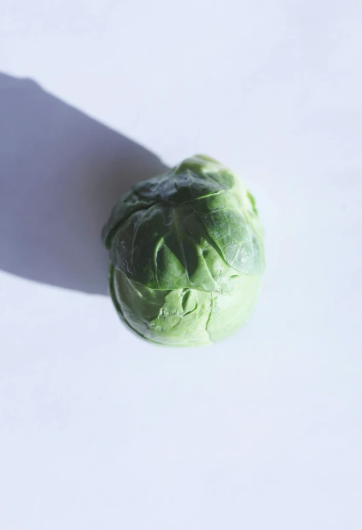 a green sprout on a white surface