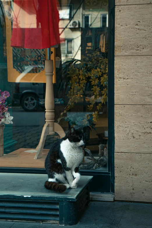 a black and white cat sitting on a stool outside of a store window