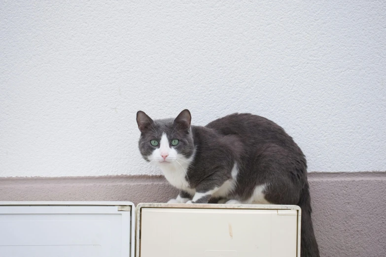 a cat sitting on top of a white cabinet