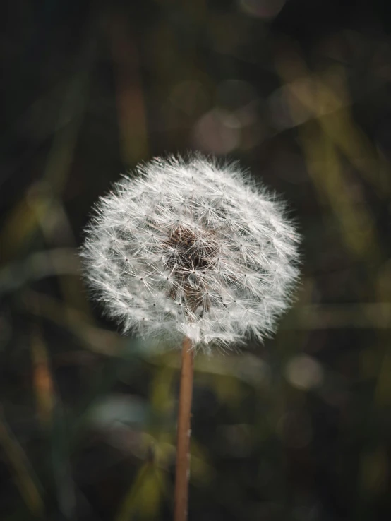 a white dandelion that is very close up