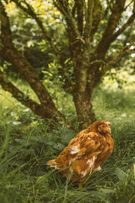 brown hen standing in the tall green grass