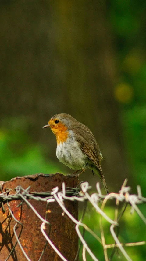 a small bird sitting on top of barbed wire