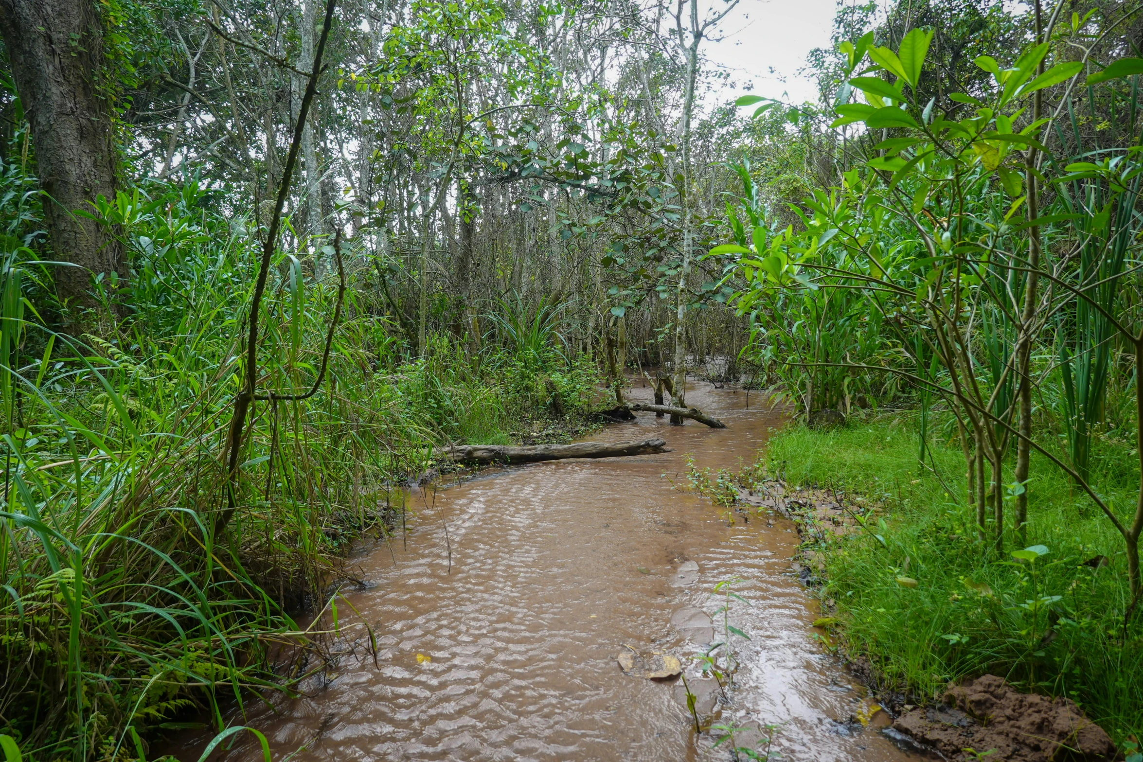 a small river running through a forest on a path