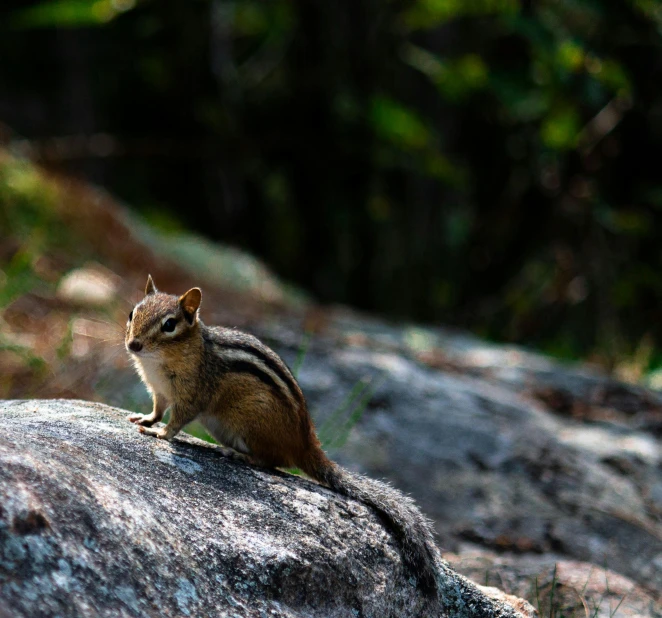 a small chipmun on a large rock with forest background