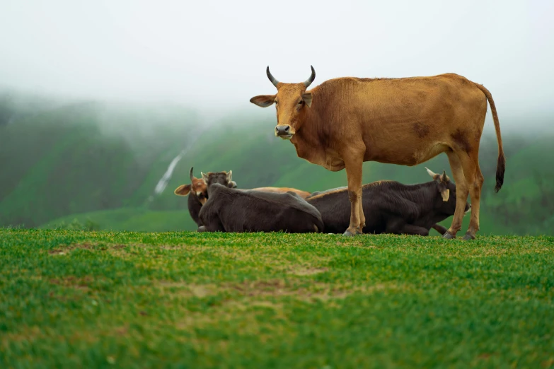 two brown cows are sitting in the grass