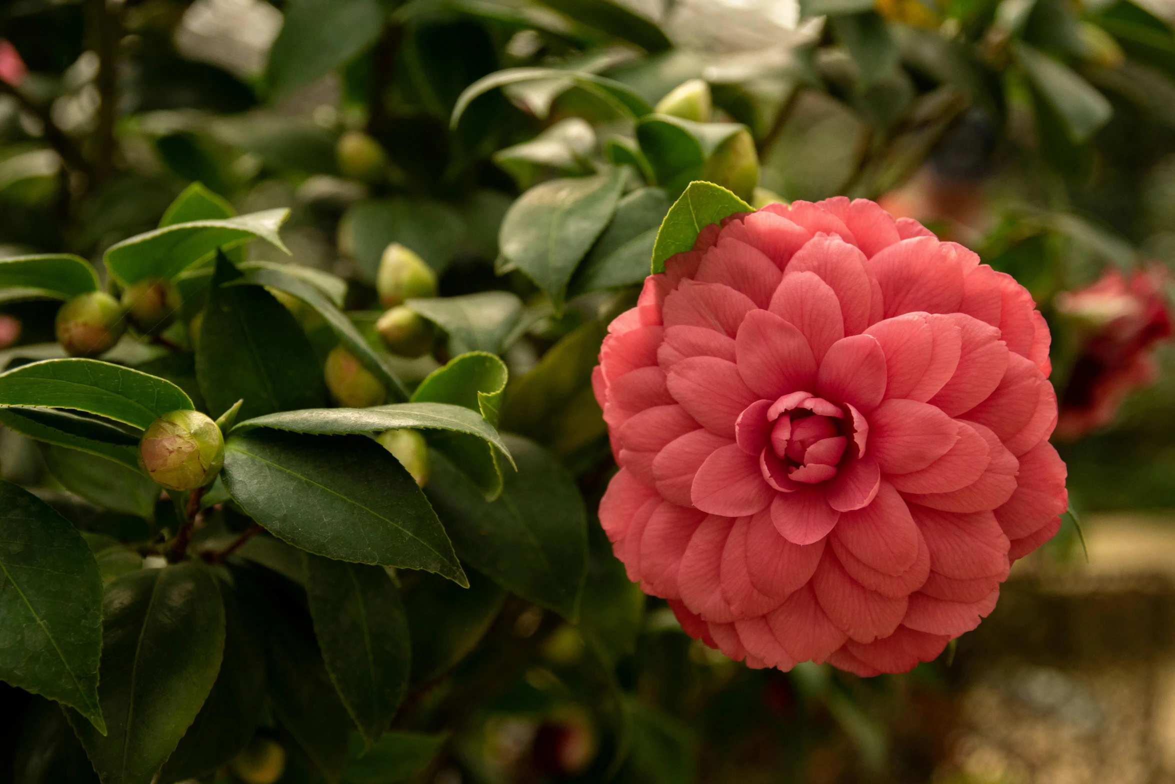 a pink flower is in the middle of a bush