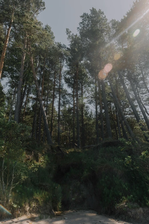 a road and some trees that are all on the same side