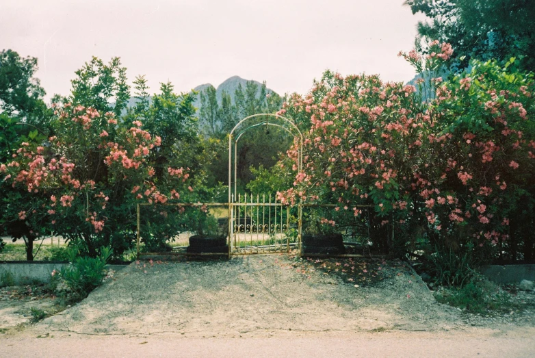 an iron gate stands open between a flowery garden