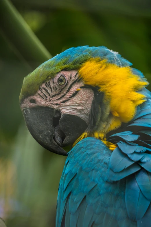 a parrot with multicolored feathers and a yellow crest