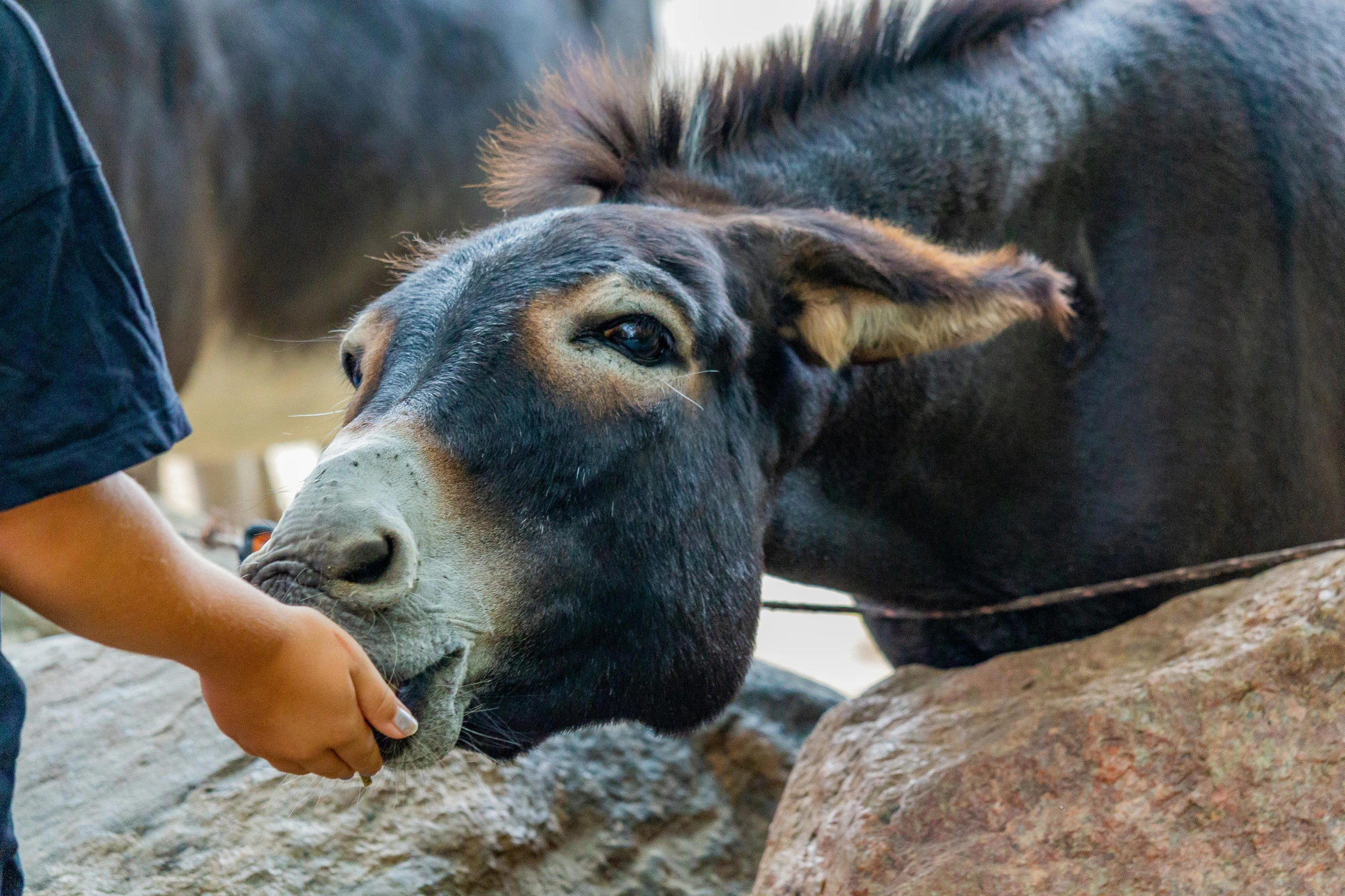 an animal that is eating out of a man's hand