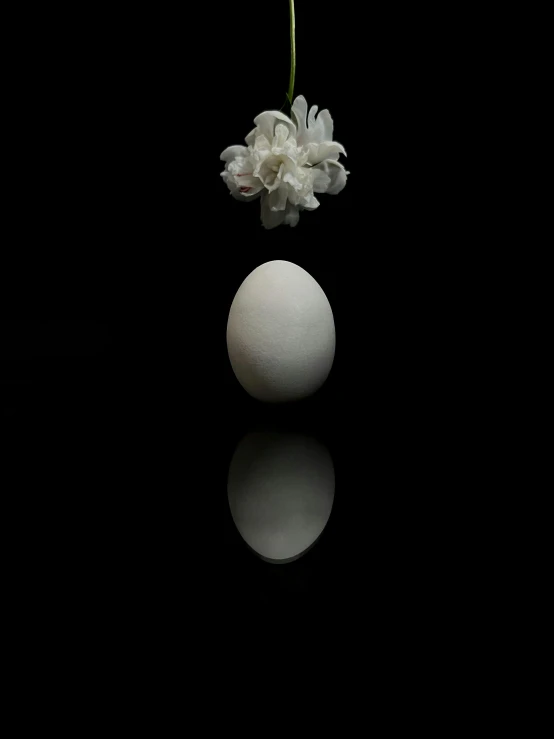 a black background with white flowers and a half egg