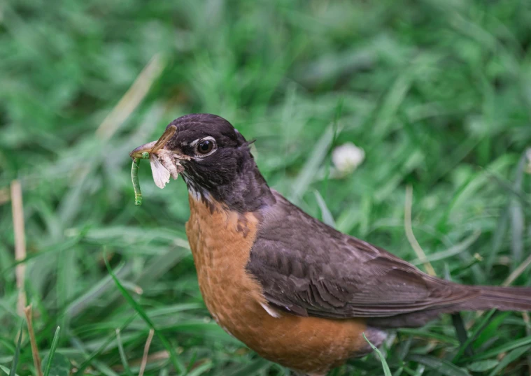 a small brown bird standing in the grass