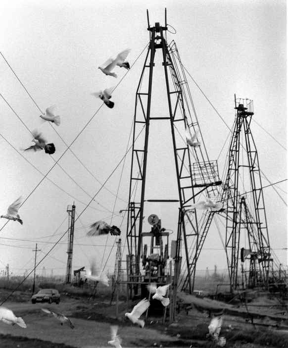 a black and white image with birds flying about