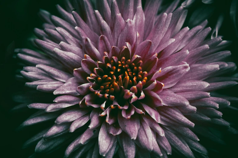 a large, purple flower with a green center