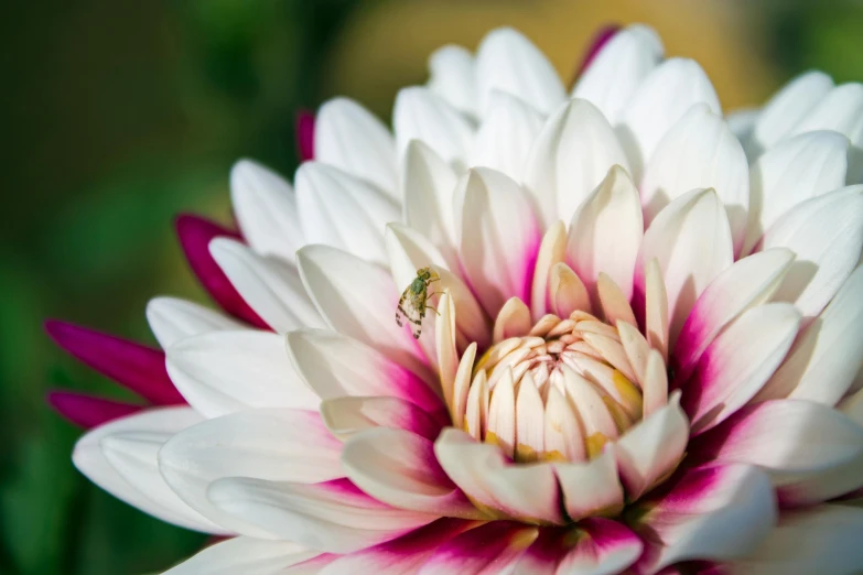 there is a bug on the center of this flower