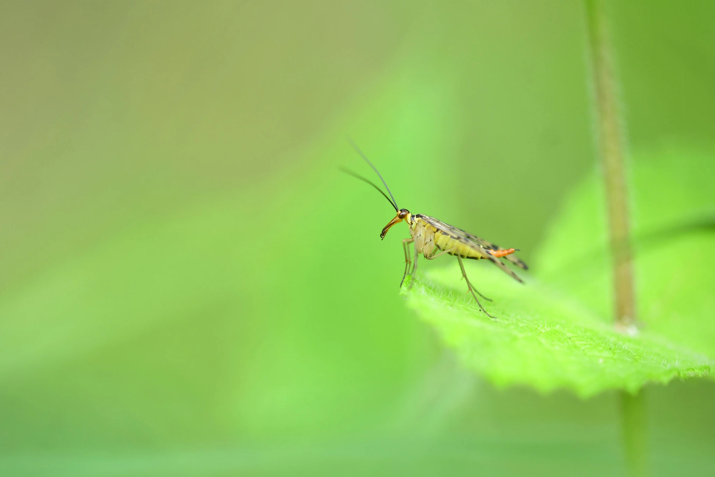 an insect on a green leaf with long wings