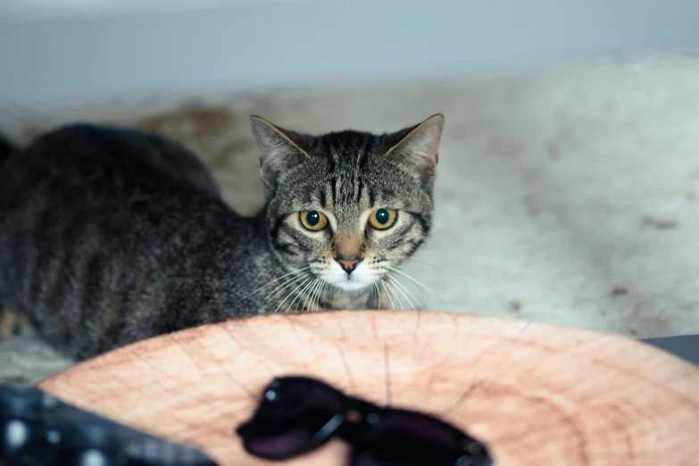 a cat is sitting beside two glasses on a table