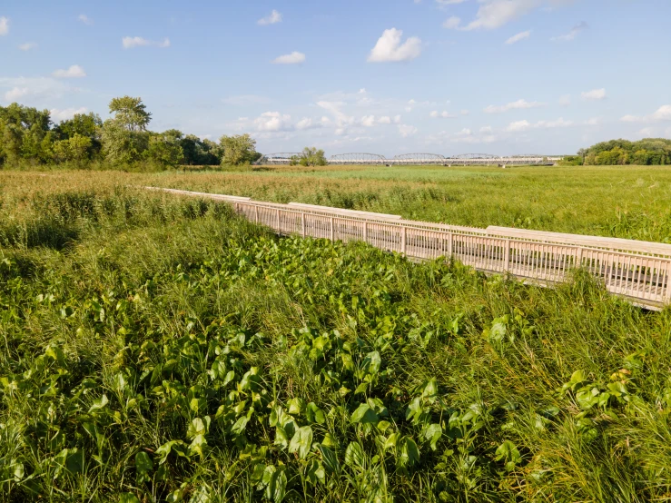 the walk way through the long, tall grass