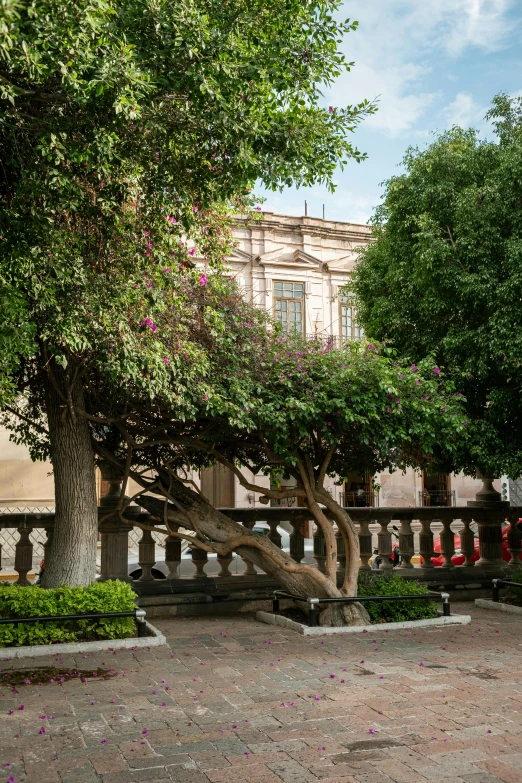 two large trees sitting next to each other near a fence