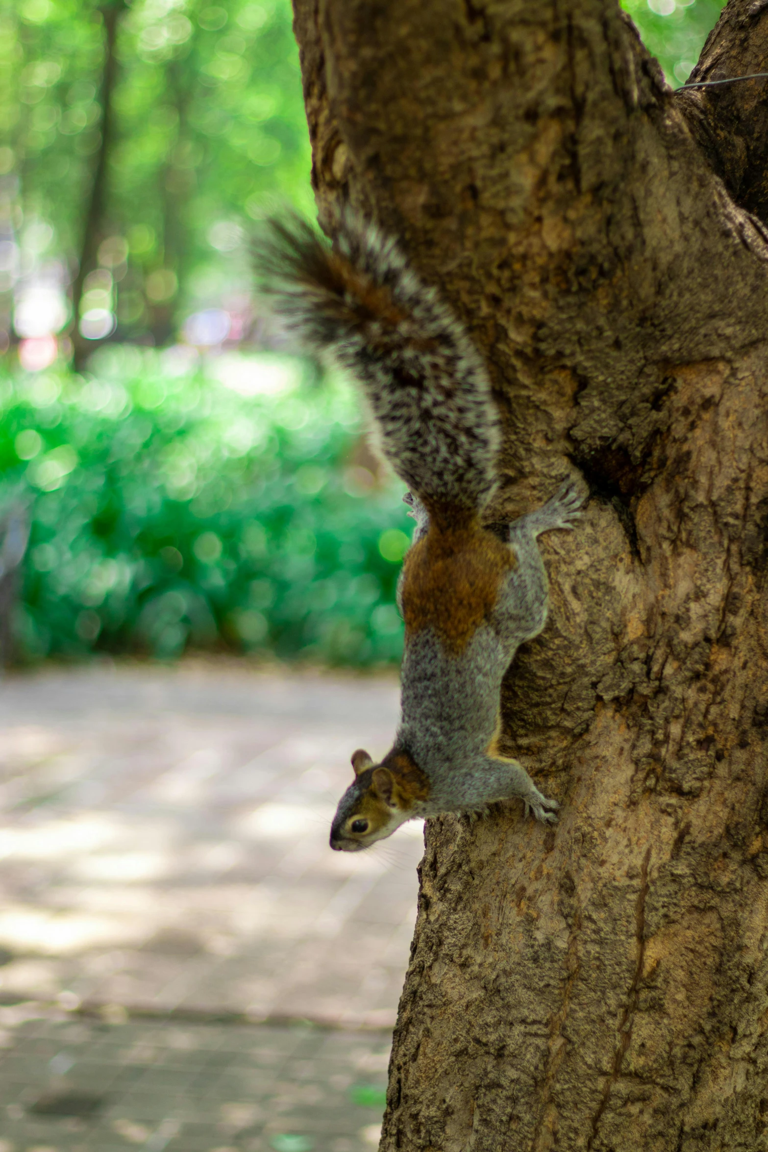 squirrel hanging off the tree trunk while climbing