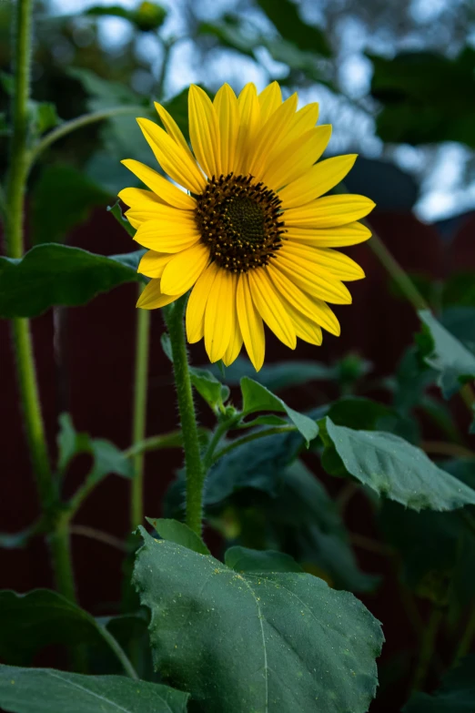 a yellow sunflower growing in an urban garden