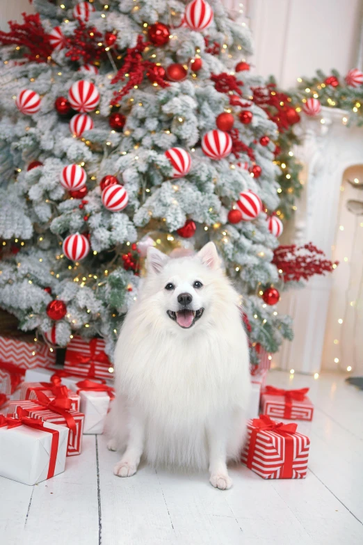 a small white dog standing next to presents