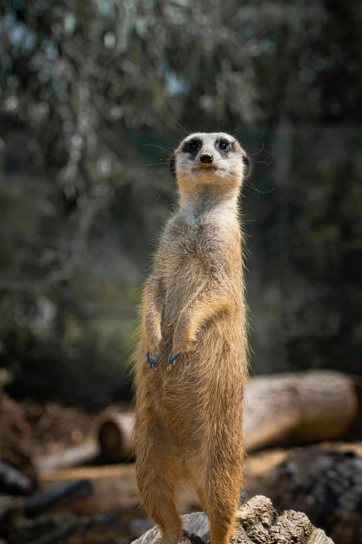 a large standing on the rocks in the dirt