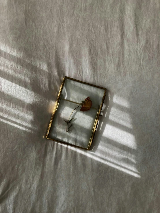 an insect rests on a bed sheet with its shadow