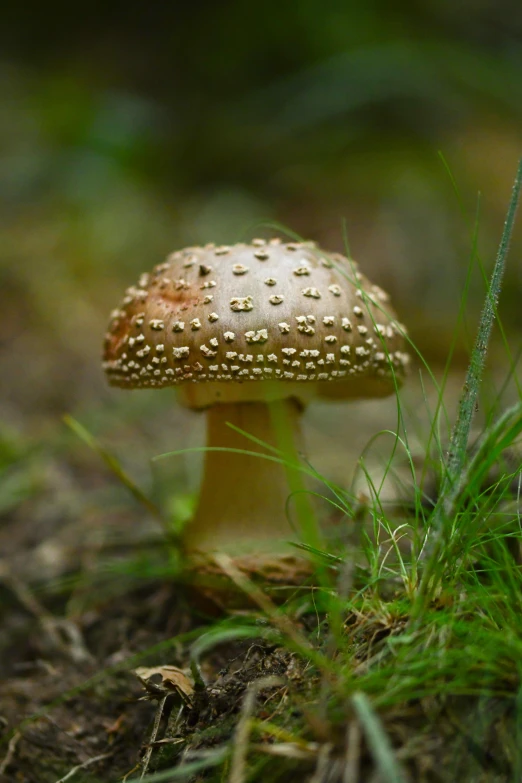 this is an image of a small mushroom