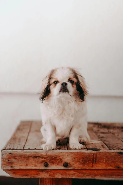 small dog sitting on wooden table at home