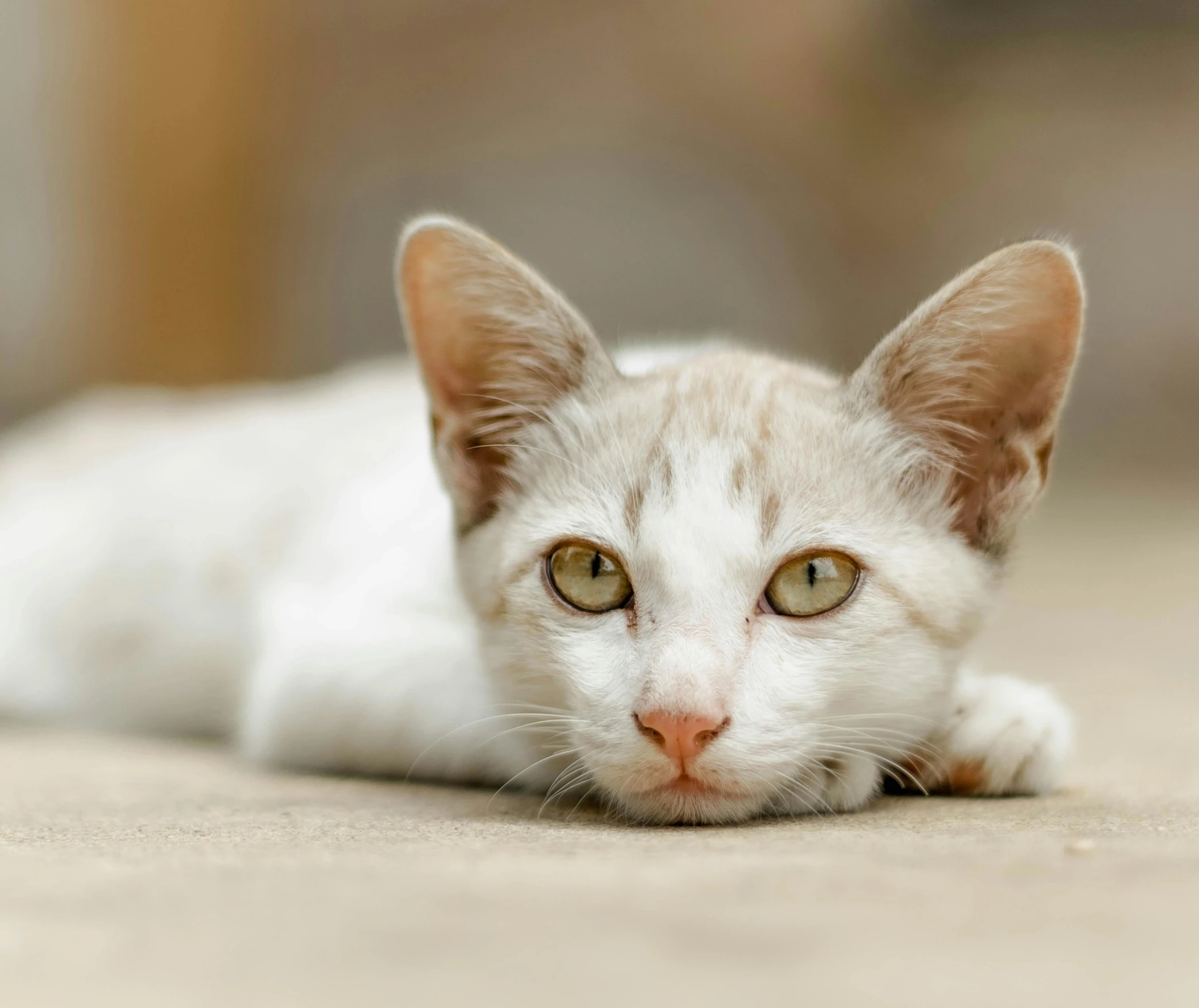 there is a white cat with green eyes