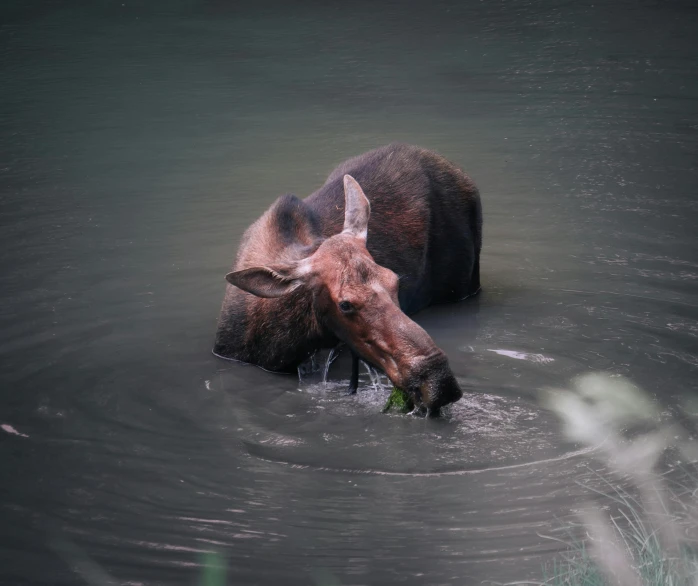 the cow in the water is playing with his young