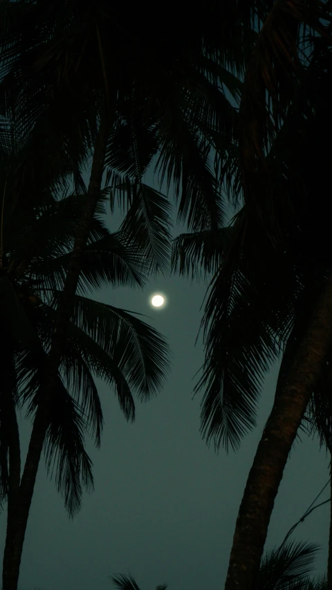 the moon is shining among the palm trees