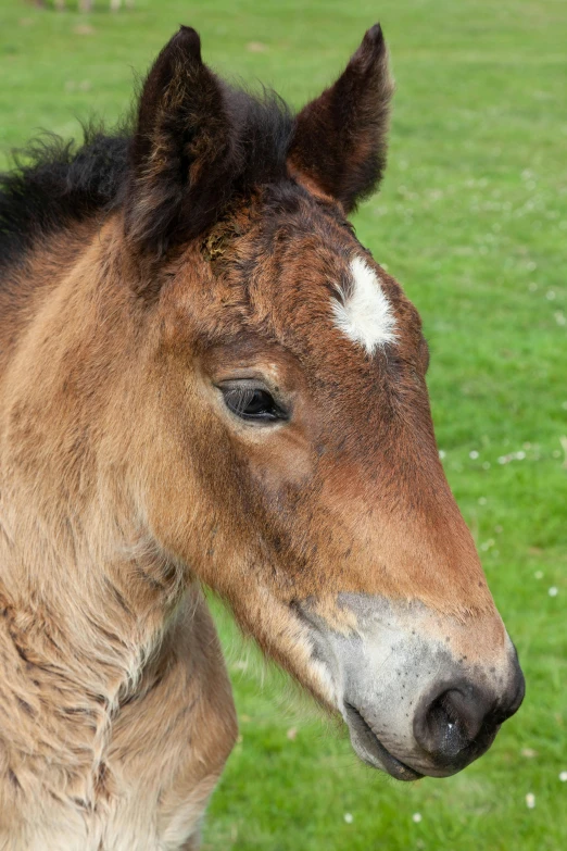 this is an image of the face and head of a horse