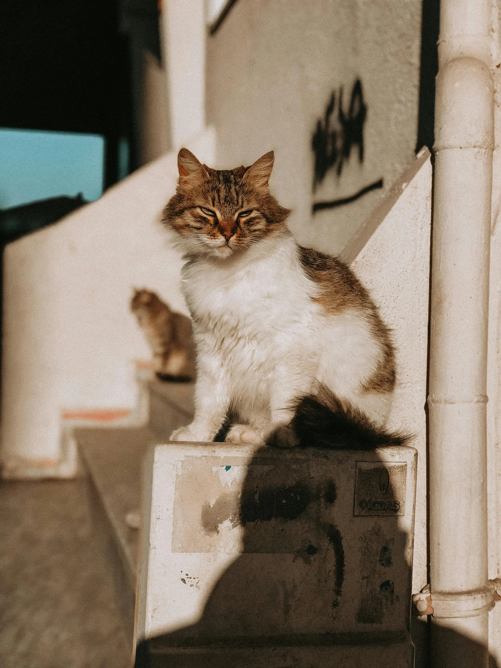 a cat on a pedestal with one paw up