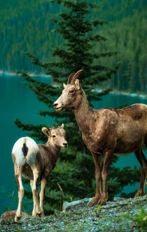 a couple of goats standing next to each other on a rocky hill