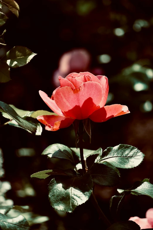 a single red flower is shown in this po