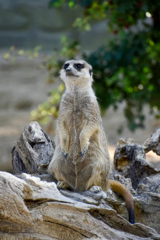 a meerkat standing on top of a large rock