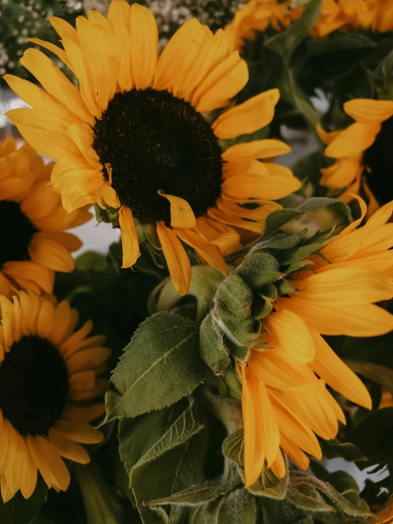 a large sunflower is blooming on the bush