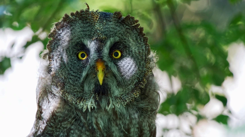 an owl standing in the tree with its eyes open