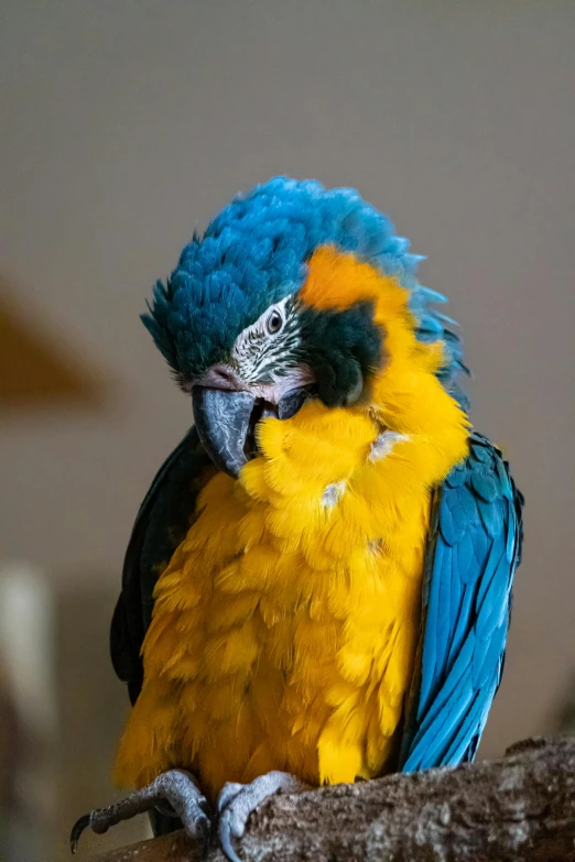 blue and yellow macaw perched on nch with open mouth