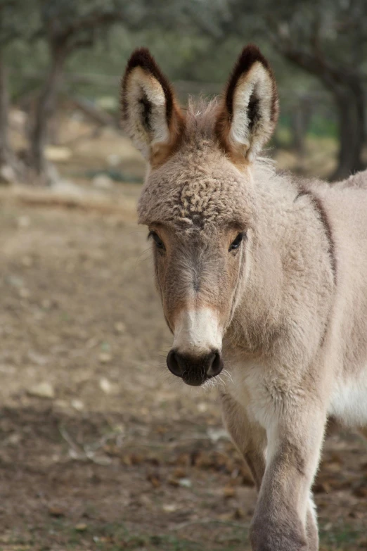 a donkey standing in the middle of a field