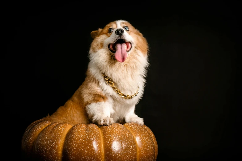 an adorable brown dog sitting on a pumpkin