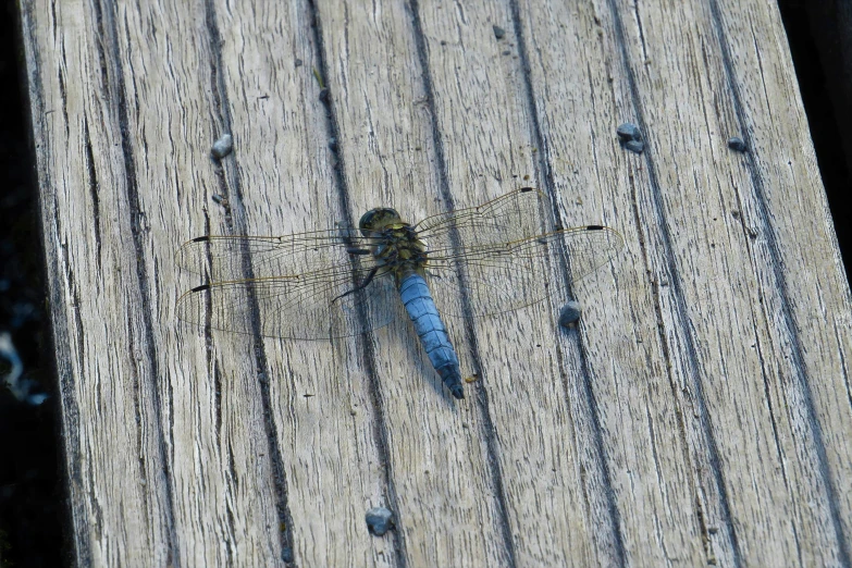 a large dragonfly rests on a wooden plank