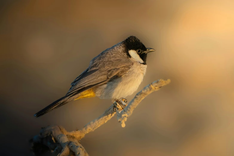 a small bird sitting on a nch with frost