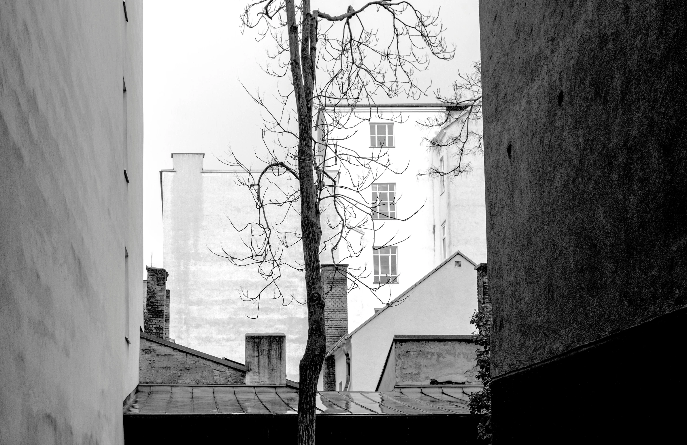 a tree nch standing up next to an alley way